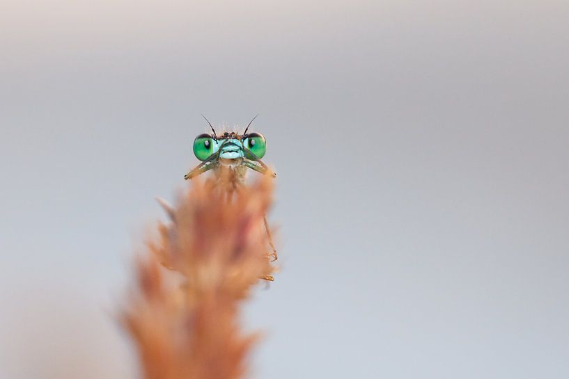 Peekaboo par Pim Leijen