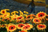 Gerbera's met op de achtergrond een kopie van De Zaaier