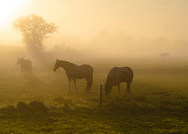 Horses in the mist by Willemijn Wolthaus