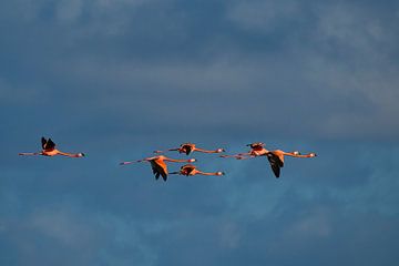 Flamingo's in flight. Deel 3 van drieluik. van Machiel Zwarts