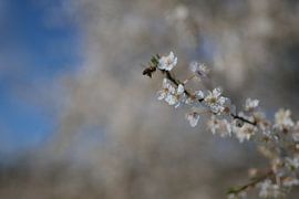 Blossomway von thePhilograph