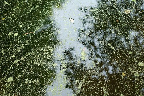 water reflection in a little stream in a park in Amsterdam