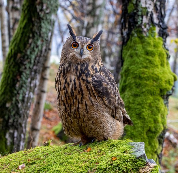 Un grand-duc dans la forêt par Manuel Weiter