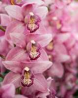orchid