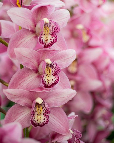 orchidée par Laura Vollering