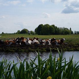 Kühe auf der Wiese von Martine Overkamp-Hovenga