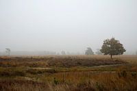 Strabrechtse heide