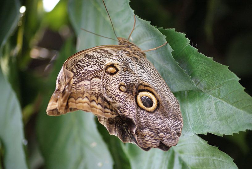 caligo eurilochus vlinder von Ronald en Bart van Berkel