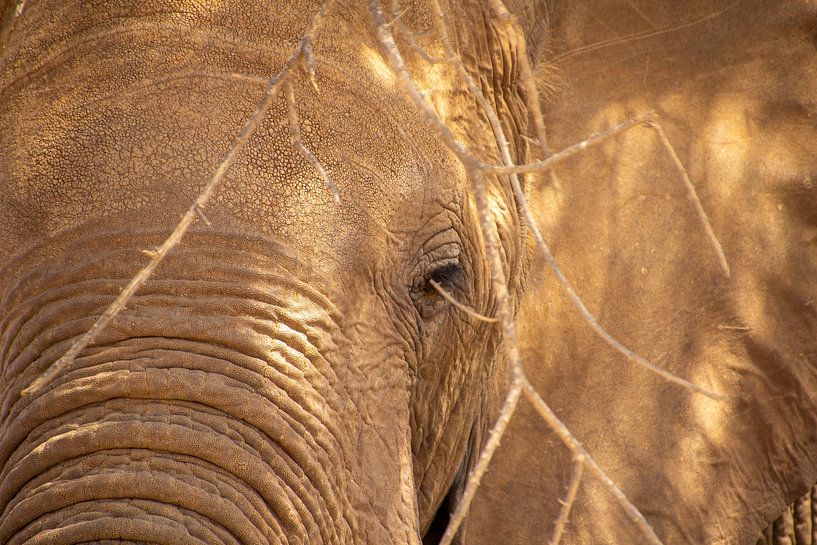 An elephant's face by Brenda bonte