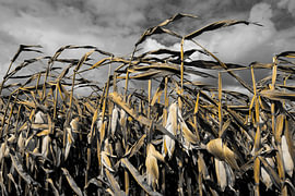 Mais auf dem Feld