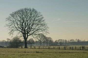 Hollands landschap by Patricia van Loock
