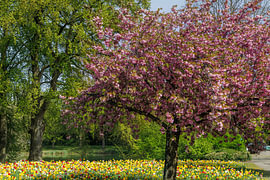 Parc Wilhelmina à Breda sur I Love Breda