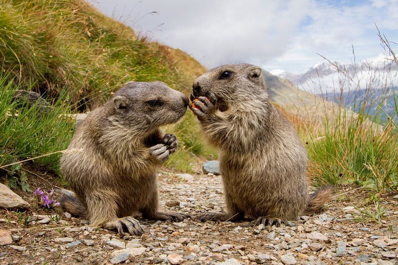 Young marmot begging  a piece of carrot with another marmot par Paul Wendels