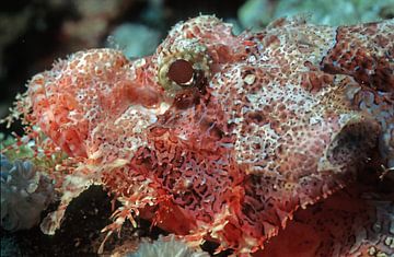 Bearded scorpion fish by Walter G. Allgöwer