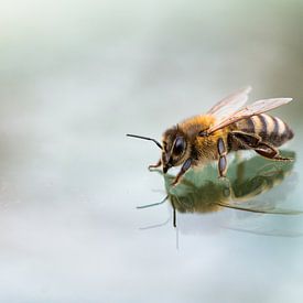 Bee by Dirk Stöckle