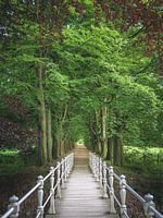 Pont entre les arbres