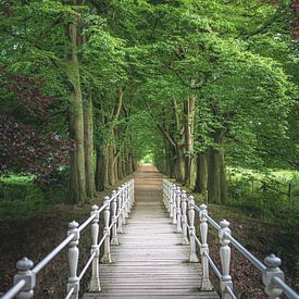 Pont entre les arbres sur Jeroen Luyckx