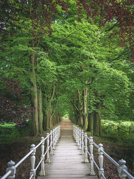 Bridge into the trees. by Jeroen Luyckx