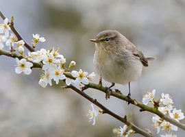 Chiffchaff by Anton Kloof