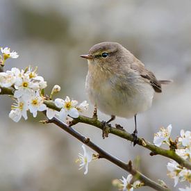 Chiffchaff by Anton Kloof