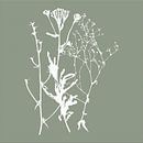 Botanica Delicata. Abstraktes Retro-Botanical in beruhigendem Moosgrün und Weiß von Dina Dankers Miniaturansicht