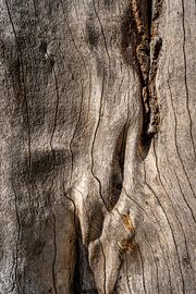 Glatter, streichbarer Baumstamm spielt mit Licht und Schatten von Pixel Meeting Point