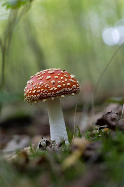Champignons par Marieke Deinum
