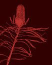 Roze Plant | Illustratie | Natuur | Tekening van Jansje Kamphuis thumbnail