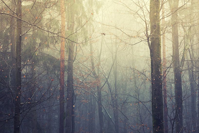 Morgenavond en bos par Tobias Luxberg