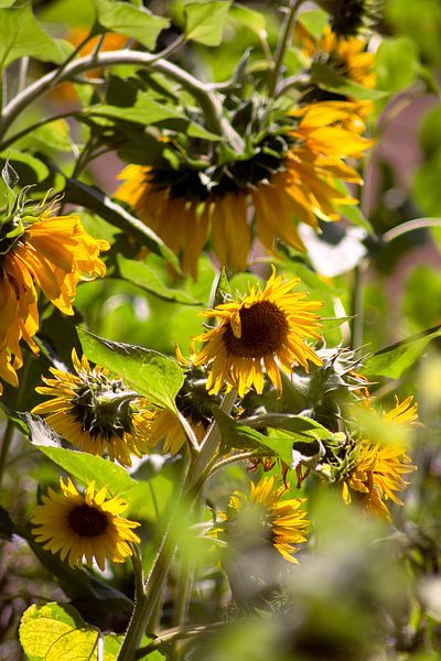 Sunflower Theater von Photoart-Naegele