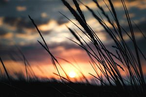 Silhouette du coucher de soleil : lueur du soir de l'herbe à casque sur AVP Stock