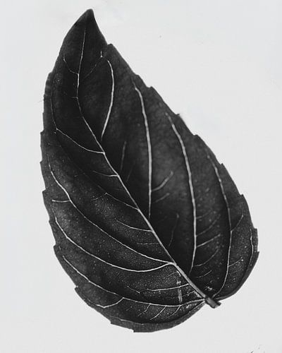 BASIL II