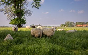 Schafe auf der Wiese von Marga Vroom