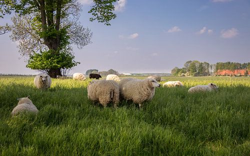 Schapen in de wei