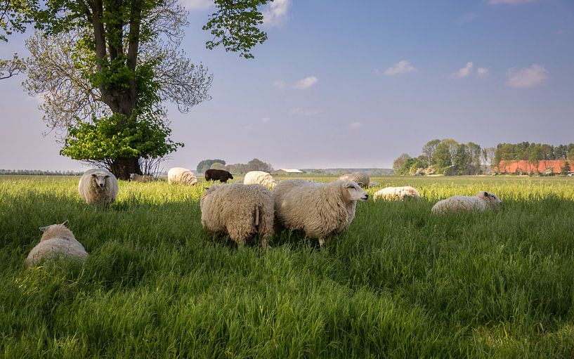 Sheep in the meadow by Marga Vroom
