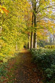 Herbst im Wald von Marcel Derweduwen