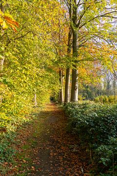 Herfst in het bos van Marcel Derweduwen