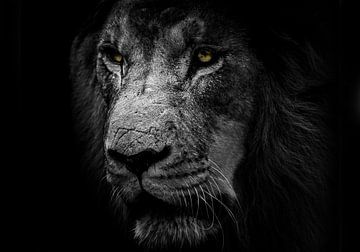Le lion et les belles nuances de noir et blanc sur Bert Hooijer