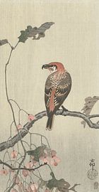 Kreuzschnabel auf einem Ast des Ohara Koson