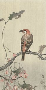 Kreuzschnabel auf einem Ast des Ohara Koson