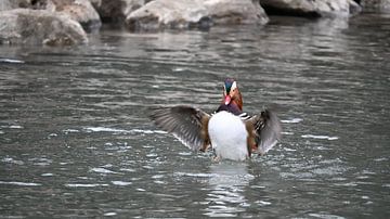 Mandarin Duck in Action
