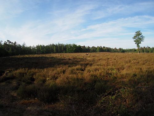 Vue de la bruyère sur la montagne Amerongse 2