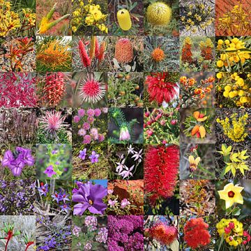 Collage of Australian wildflowers van Ines Porada