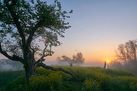 Sunrise on a foggy morning