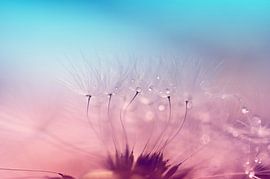 Löwenzahn-Flaum, Fantasy-Welt