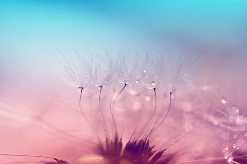 Dandelion fluff, Fantasy world sur Hilde Remerie Photographie et art numérique