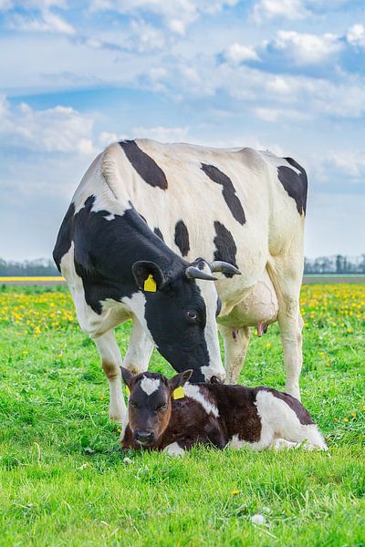 Mutterkuh und neugeborenes Kalb zusammen auf grüner niederländischer Wiese von Ben Schonewille