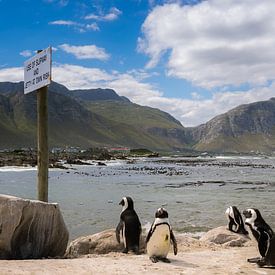 Pinguine in Betty's Bay, Südafrika von Stef Kuipers