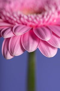 Die rosa Blütenblätter der Gerbera von Marjolijn van den Berg