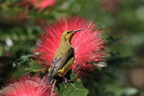Olijfrugzonnediefje (Cinnyris jugularis) Regenwoud, Queensland